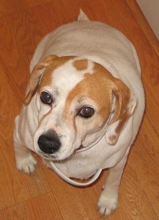 View from above looking down at an overweight white with tan, short haired dog sitting down on a hardwood floor inside of a house