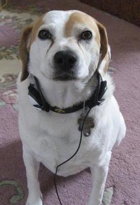 A white and tan, thick bodied dog with soft ears that hang to the sides sitting down on a pink carpet inside of a house