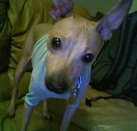 A hairless tan dog with very large prick ears that stand straight up, but black eyes, a black nose wearing a gray shirt standing on a couch with wrinkles between his ears