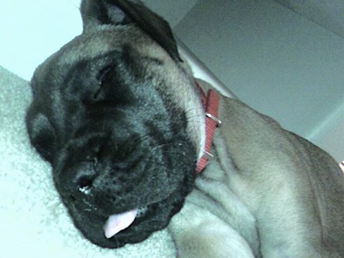 Front side view of a large breed black and tan puppy with a little bit of his pink tongue sticking out