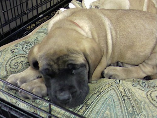 A large breed, tan with black, extra skinned, soft, thick skinned puppy sleeping inside of a dog crate