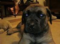 A small large breed puppy with a tan body and black face laying down on a tan carpet inside of a house