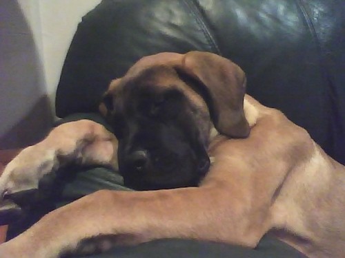 A large breed tan dog with a big head, black face and long soft ears that hang to the sides laying down sleeping on a black leather couch