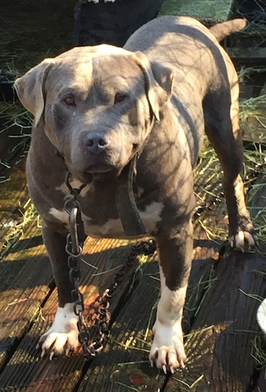 A large, thick muscled gray and white dog standing outside on a deck