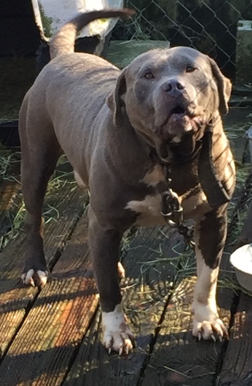 A wide bodied, thick chested dog with a large head and thick tail standing outside on a deck