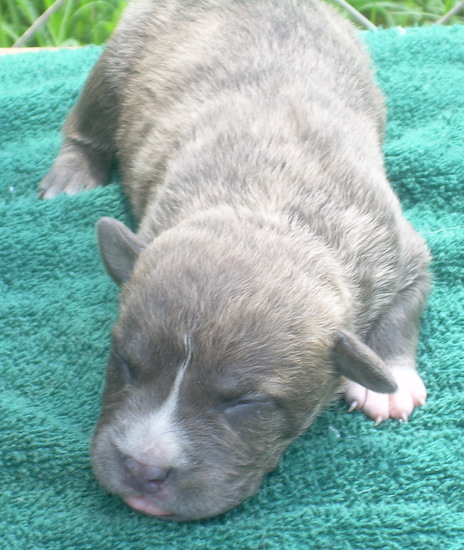 A gray brindle puppy with a white blaze on his snout laying on a white towel