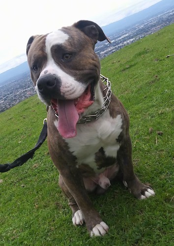 A thick bodied, large breed, wide chested, large headed brown brindle with white dog sitting down in grass.