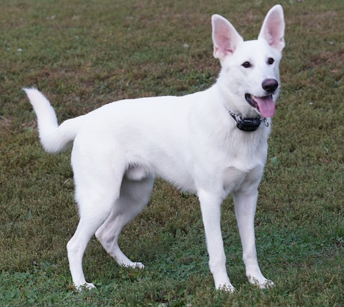 large white shepherd dog