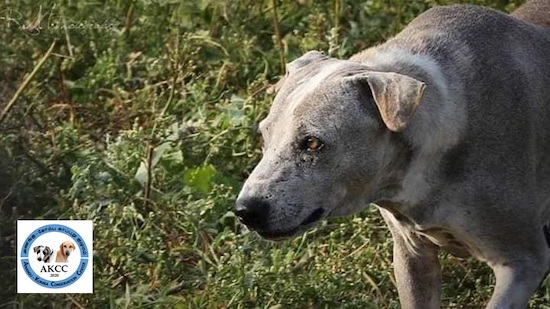 Close up head and upper body shot of a gray and white dog standing outside in green vegetation