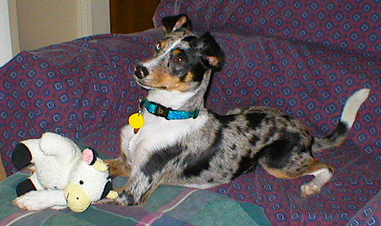 A merle colored gray, black, tan and white dog with v-shaped ears laying down stretched out on a couch with a cow toy