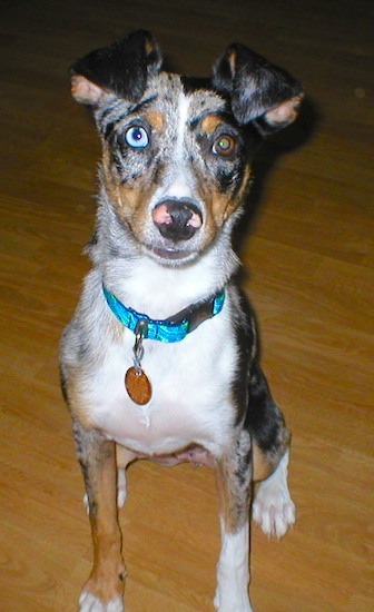 A merle colored, gray, tan, white and black dog with a pink and black nose and ears that fold over in the front sitting down on a hardwood floor