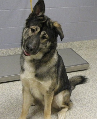 A black, tan and cream colored large dog with a big body and head and a symmetrical face sitting down