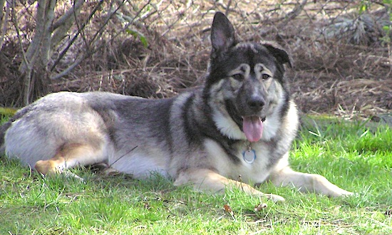 Aussie Malamute Dog Breed Information And Pictures Aussie Malamute Dog Breed Information And Pictures