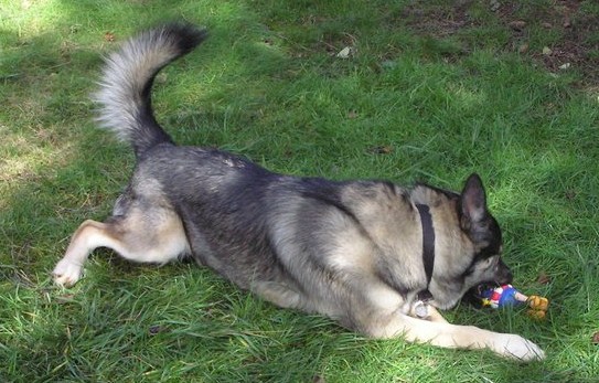 A large breed gray, cream and black dog chewing on a squeaky toy outside in the grass