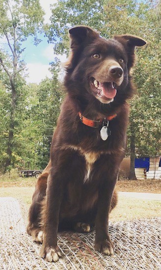 A thick coated, brown dog with a white patch on her chest, ears that stand up and bend over at the tips, a brown nose and brown eyes sitting down outside