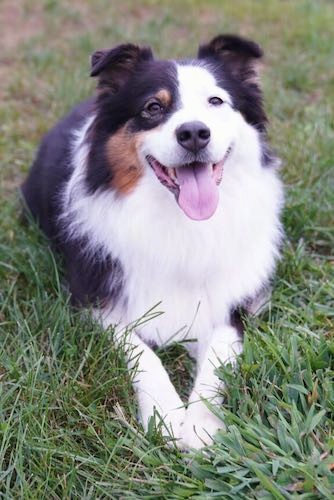 A thick coated black, tan and white dog laying in green grass looking happy