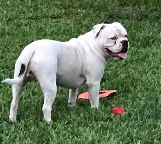 The back side view of a wide chested muscular white dog with a black spot on his tail looking to the right standing in grass with red dog toys in front of him