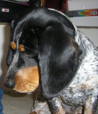 A black and tan dog with a white body and black spots all over with long soft ears looking to the left and down while sitting down on a tan carpet inside of a house