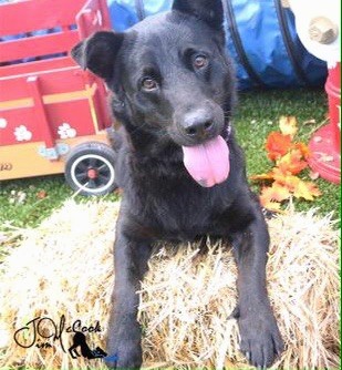 A black dog with short legs, ears that stand up and fold over at the tips, a pink tongue with a black spot on it and brown eyes laying down on top of straw in the grass with a red wagon behind him