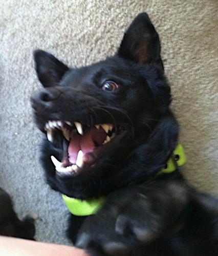 Close up head shot, looking down at a black dog who is laying belly-up on a tan carpet with his mouth open and teeth showing in a playful mood