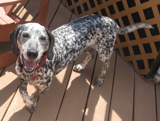 A white dog with a lot of black spots all over him, with short legs and a long body with black ears, a black nose and dark brown eyes standing outside on a brown deck