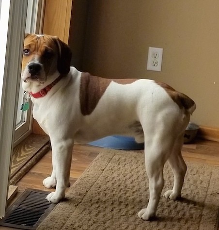 A big, muscular white and tan dog with soft ears that hang to the sides standing inside of a house that has cobblestone ivory colored walls in front of a sliding glass door
