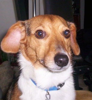 Close up head shot of a tan and white short, but thick haired dog with longer hair around his neck, brown eyes and a black nose sitting down inside of a house