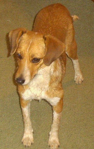 A medium-sized tan dog with white on his chest and legs with tan ears that fold down to the sides standing on a yellow carpet