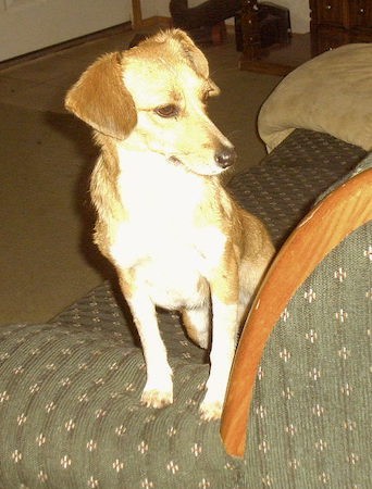 A medium-sized tan with white dog with a long muzzle and ears that fold over in the front standing on a green couch inside of a house.