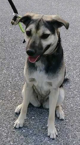 A black and tan dog with ears that fold to the sides, a black nose and a white patch on his chest sitting down.