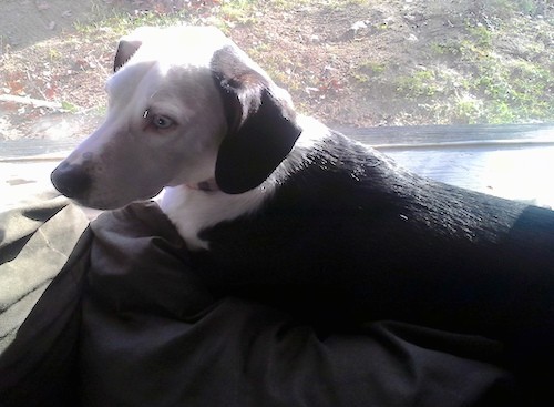 A large breed dog with a white head and black ears, blue eyes and a black body laying down in front of a sunny window looking to the left