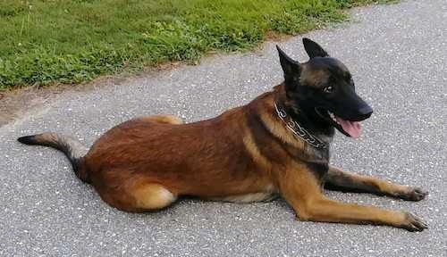 A tan and black shepherd type dog laying down on black top looking happily to the right