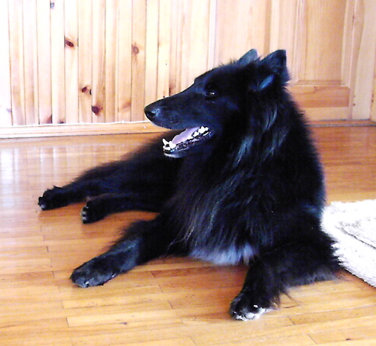 A long coated black Shepherd dog laying down on a hardwood floor looking to the left