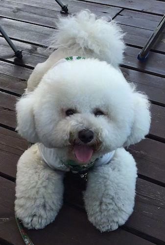 bichon frise 4 months old