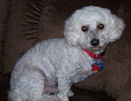 A little white wavy-coated dog with wide round eyes and ears that hang down to the sides sitting down on a brown couch