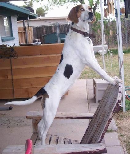 white coonhound