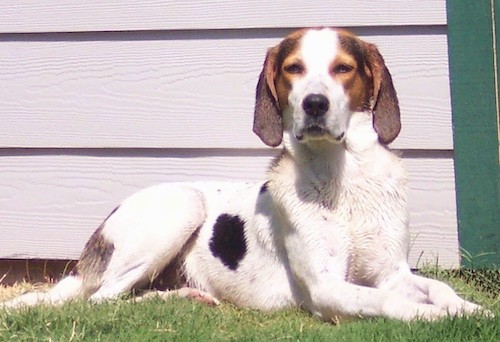 A large breed white dog with brown hanging ears, brown on her face and black spots on her side laying down in grass in front of a house.