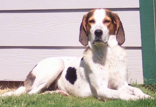 bluetick treeing walker coonhound