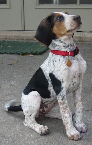 A tricolor puppy with a white body, tan on her face, black ears and black patches and black and tan ticking on her body and tail sitting down facing the right in front of a house