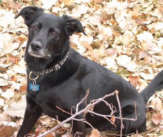 A black dog with a graying muzzle and ears that fold down and out to the sides sitting down in a pile of colorful leaves