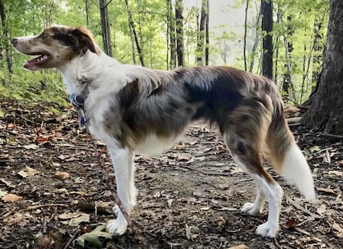 Side view of a lean wavy coated white, brown, gray and tan dog standing in the woods under the shade of thick trees