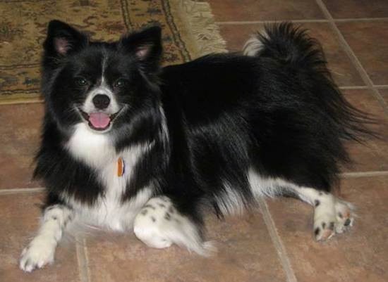 pomeranian collie mix