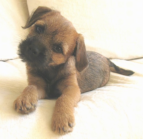 are border terriers double coated