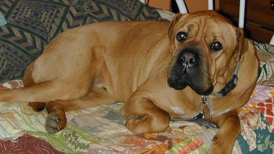 boxer shar pei puppies