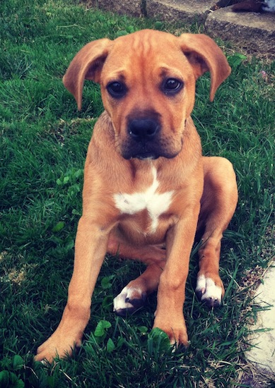 A brownish-red colored puppy with a white chest and white paws sitting down in grass