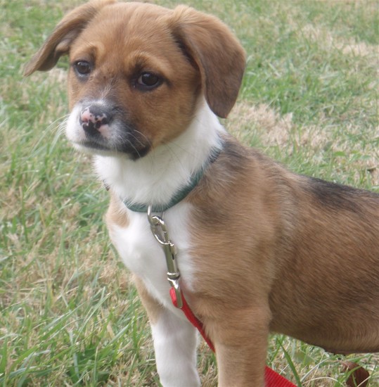 A tan white puppy with black markings, ears that fold down to the sides and a pink and black spotted nose standing outside in grass