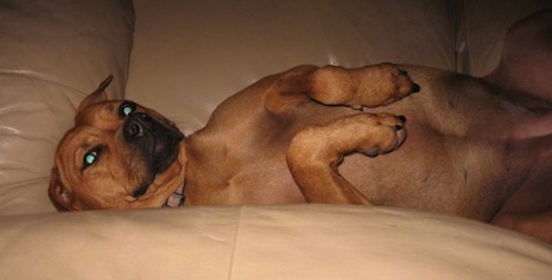 A large breed fawn dog with a black muzzle laying belly-up on a tan couch