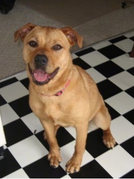 A large breed tan dog with almond shaped brown eyes, and rose ears sitting down on a black and white checkered floor with her pink tongue hanging out