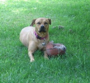 A large breed fawn dog with a black muzzle and ears that fold down and out to the sides laying down in green grass next to a popped basketball