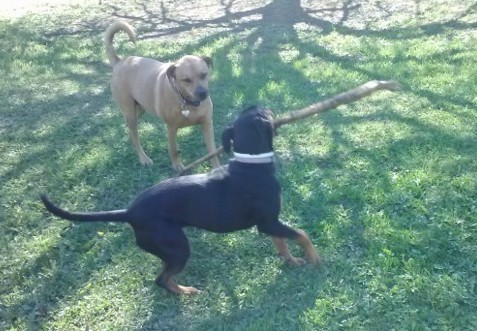 A large breed fawn dog playing with a black and tan dog who has a large, long stick in her mouth outside in grass